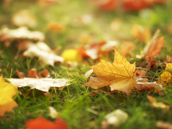 落英缤纷图片素材