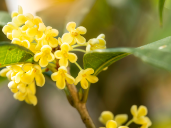 玉桂飘香图片素材